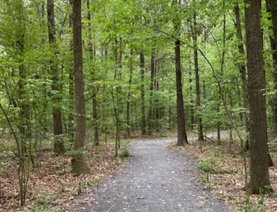 winding wooded trail