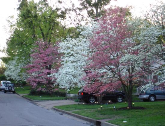 dogwood trees